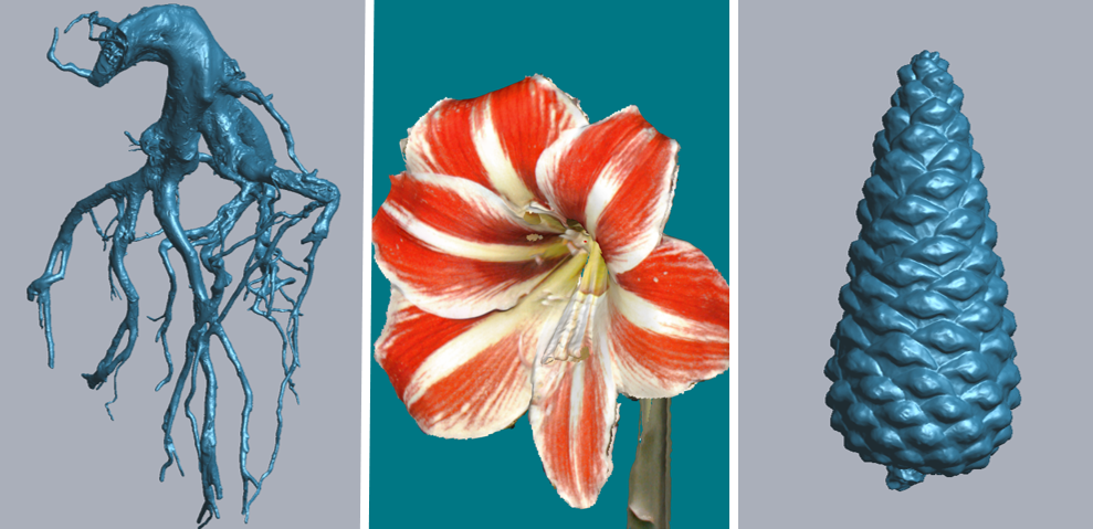 RigelScan三維激光掃描儀應(yīng)用于植物3D數(shù)據(jù)采集建模和3D數(shù)據(jù)存檔 RigelScan三維激光掃描儀應(yīng)用于植物3D數(shù)據(jù)采集建模和3D數(shù)據(jù)存檔