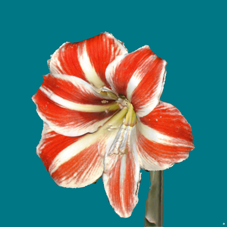 RigelScan三維激光掃描儀應(yīng)用于植物3D數(shù)據(jù)采集建模和存檔分析 RigelScan三維激光掃描儀應(yīng)用于植物3D數(shù)據(jù)采集建模和存檔分析