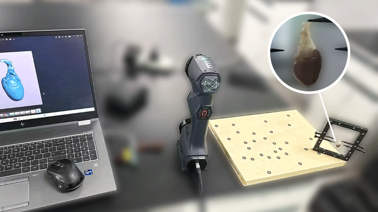 小白鼠心臟三維掃描建模 小白鼠心臟三維掃描建模